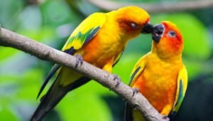 Burung Lovebird