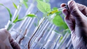 Manfaat Bioteknologi Bagi Tanaman