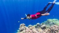 Itinerary Snorkeling Sehari di Pulau Menjangan