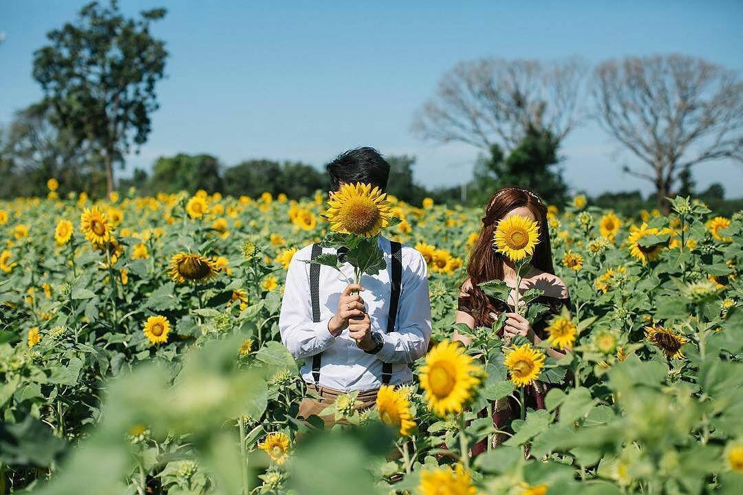 Ladang Bunga Matahari Batu: Destinasi Wisata Musiman yang Instagramable di Malang