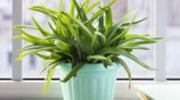 3 Jenis Tanaman yang Bagus untuk Kesehatan Mata — Sudah Punya di Rumah?