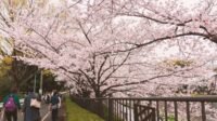 Romantis ala Luna Maya dan Maxime! Jadwal Mekar Sakura di Jepang 2025