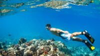 Menjelajahi Keindahan Bawah Laut: Panduan Snorkeling Terbaik untuk Pemula dan Profesional