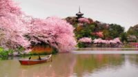 Pesona Sakura Asia: Lebih dari Sekadar Bunga, Sebuah Perayaan Budaya yang Memukau