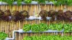 Tips Memulai Berkebun Di Lahan Sempit Untuk Menyediakan Bahan Pangan Organik Sendiri