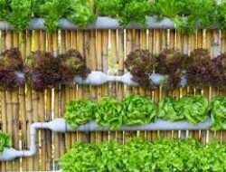 Tips Memulai Berkebun Di Lahan Sempit Untuk Menyediakan Bahan Pangan Organik Sendiri